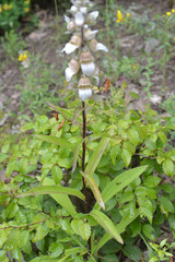 Digitalis lanata