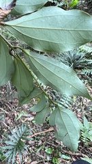 Cinnamomum osmophloeum