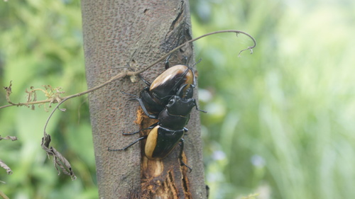 Odontolabis cuvera fallaciosa