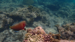 Chlorurus strongylocephalus