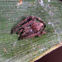 Eriovixia