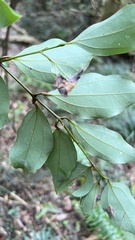Cinnamomum osmophloeum