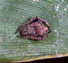 Eriovixia