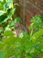 Capsicum frutescens