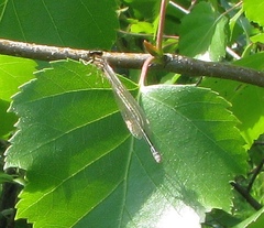 Coenagrion johanssoni