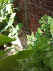Capsicum frutescens
