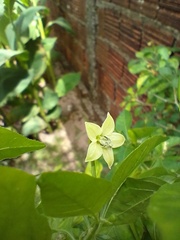 Capsicum frutescens