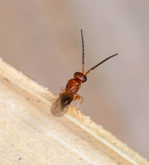Ceraphronidae