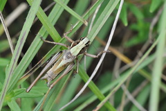 Metrioptera brachyptera