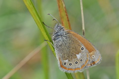 Coenonympha glycerion