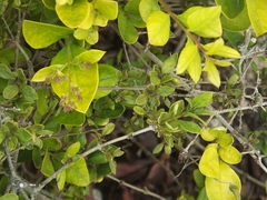 Phytoplasma