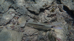 Parupeneus barberinus