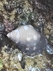 Acanthais brevidentata