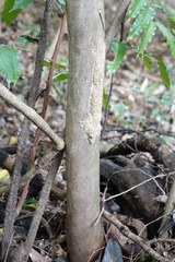 Uroplatus henkeli