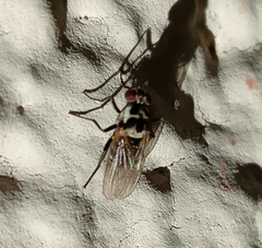 Anthomyia procellaris