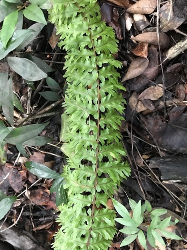 Scaly swordfern (Nephrolepis hirsutula)