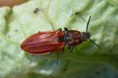 Anostirus purpureus