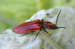 Anostirus purpureus