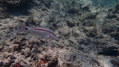 Parupeneus barberinus