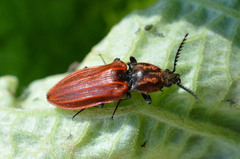 Anostirus purpureus