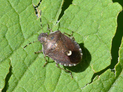 Holcostethus sphacelatus