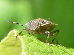 Holcostethus sphacelatus