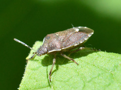 Holcostethus sphacelatus
