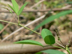 Bouffordia dichotoma