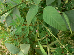 Bouffordia dichotoma