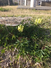 Thermopsis chinensis