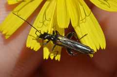 Oedemera pthysica