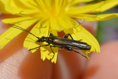 Oedemera pthysica