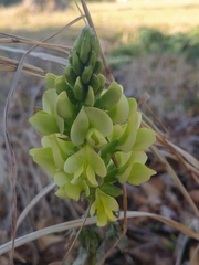 Thermopsis chinensis