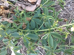 Thermopsis chinensis
