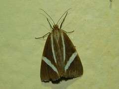 Afronyctemera itokina