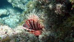 Pterois mombasae