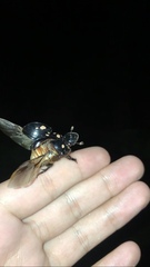 Dichotomius carolinus