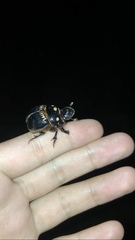 Dichotomius carolinus