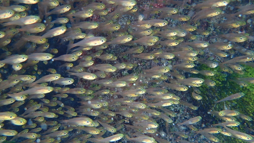 Golden sweeper (glassfish)