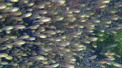 Golden sweeper (glassfish)