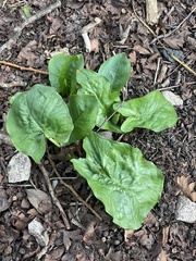 Arum maculatum