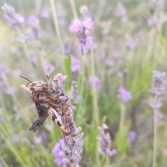 Acrotylus insubricus