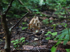 Belonogaster bicolor
