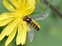 Meliscaeva auricollis