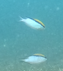 Chromis nitida