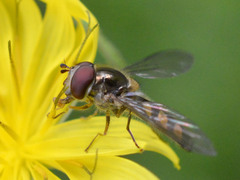 Meliscaeva auricollis