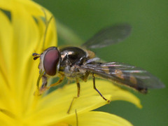 Meliscaeva auricollis