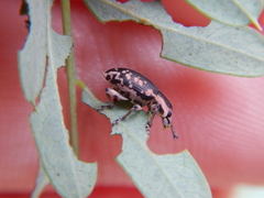 Eudiagogus rosenschoeldi