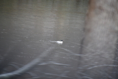 Mergus merganser americanus