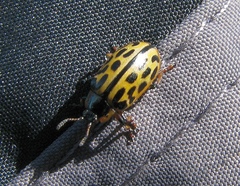 Chrysomela vigintipunctata
